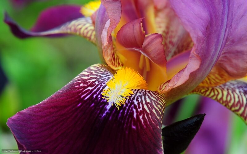 Purple Iris Flower — Vibrant, Photograph, Yellow Stamen