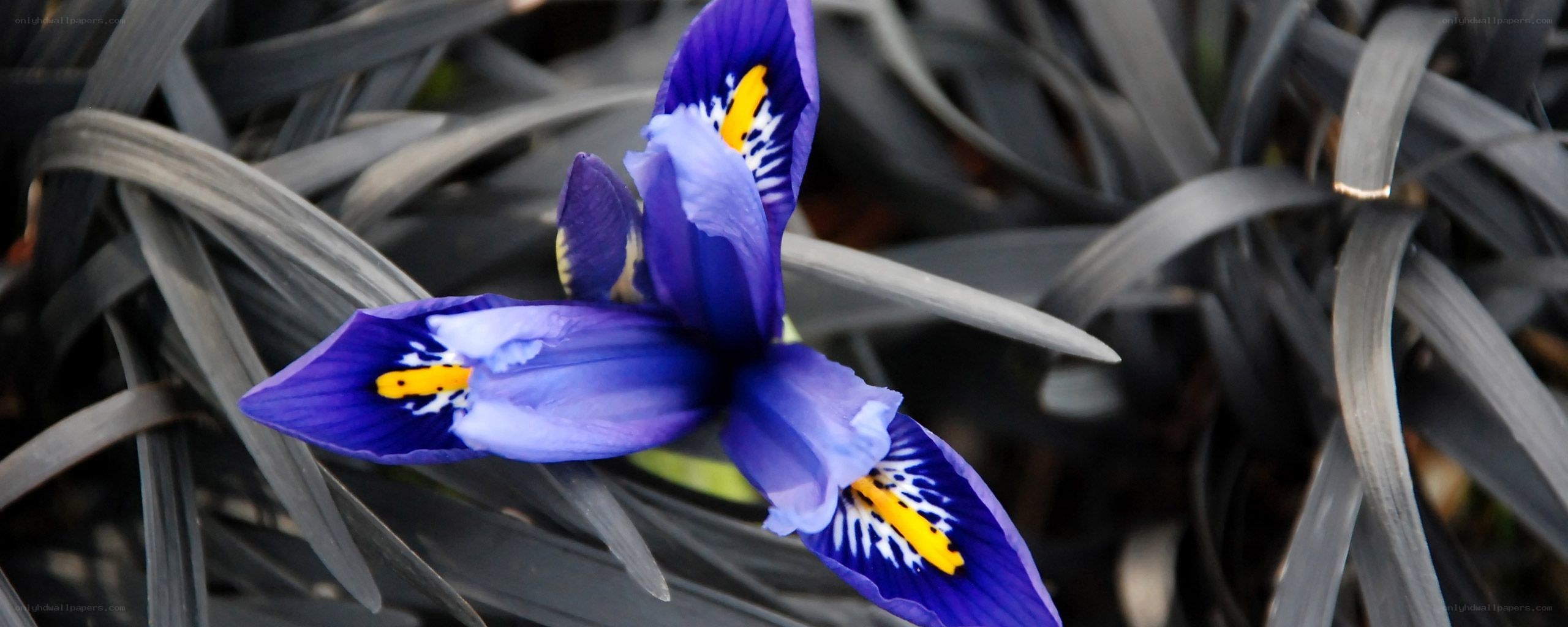 Purple iris flower with dark leaves