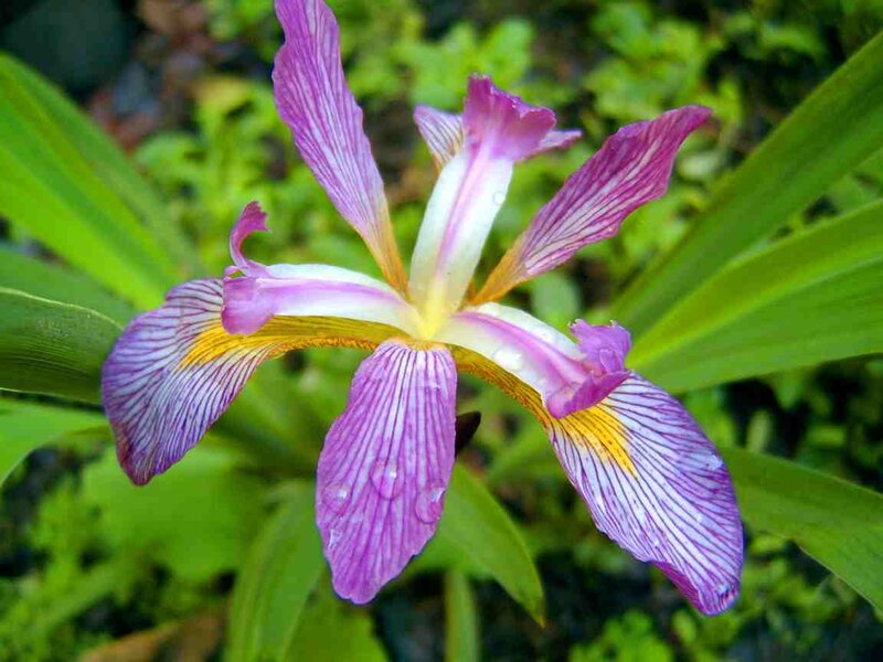 purple iris flower with water droplets