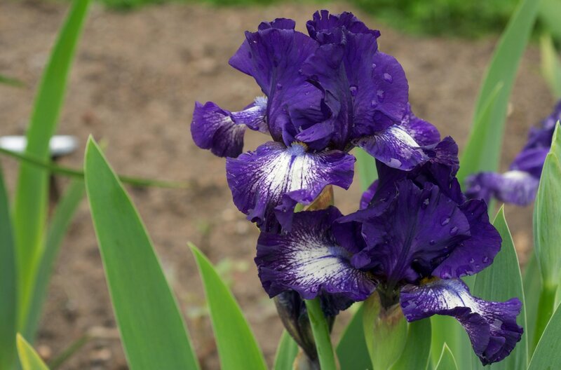 purple iris flower with water droplets