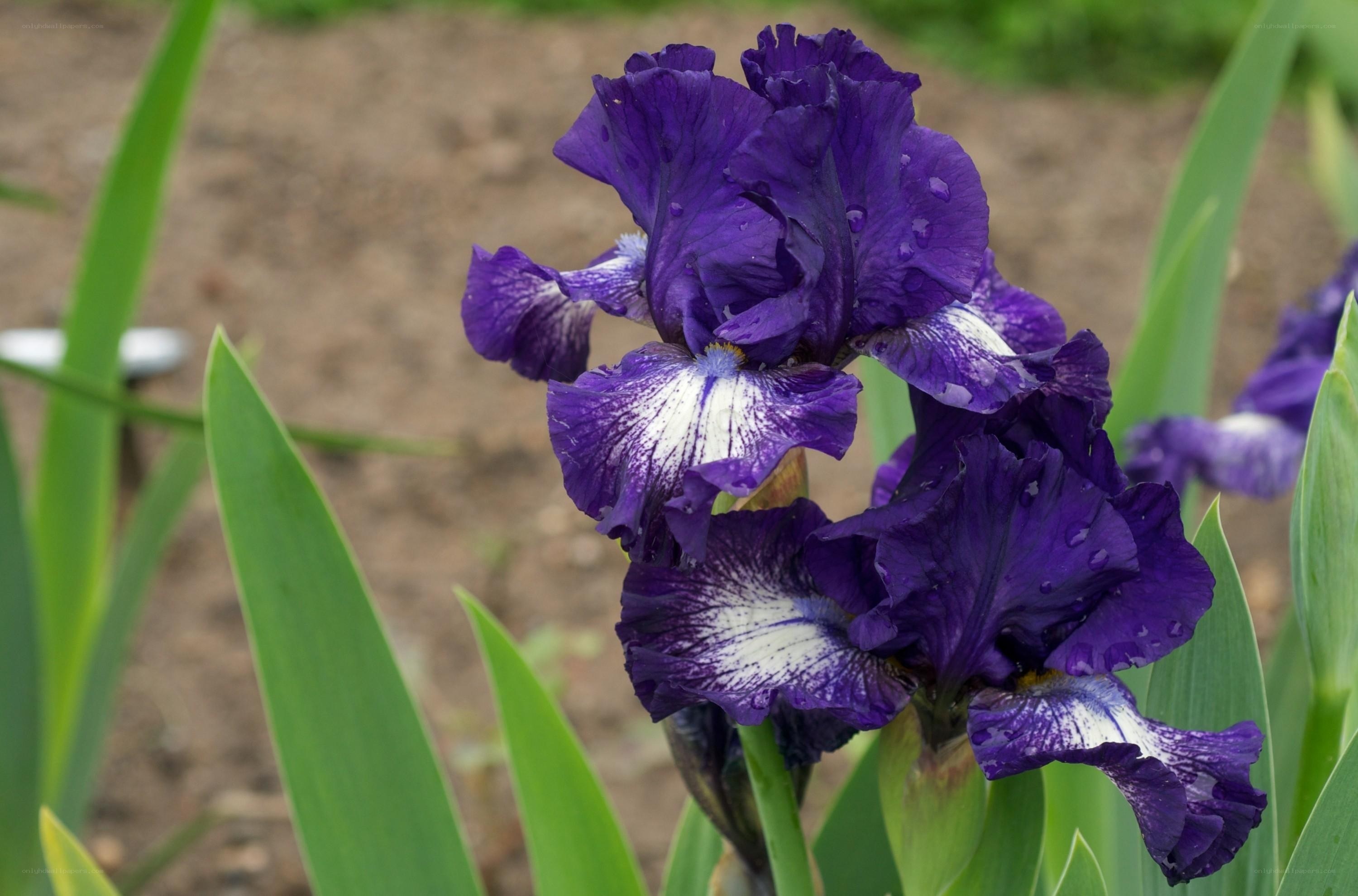 purple iris flower with water droplets