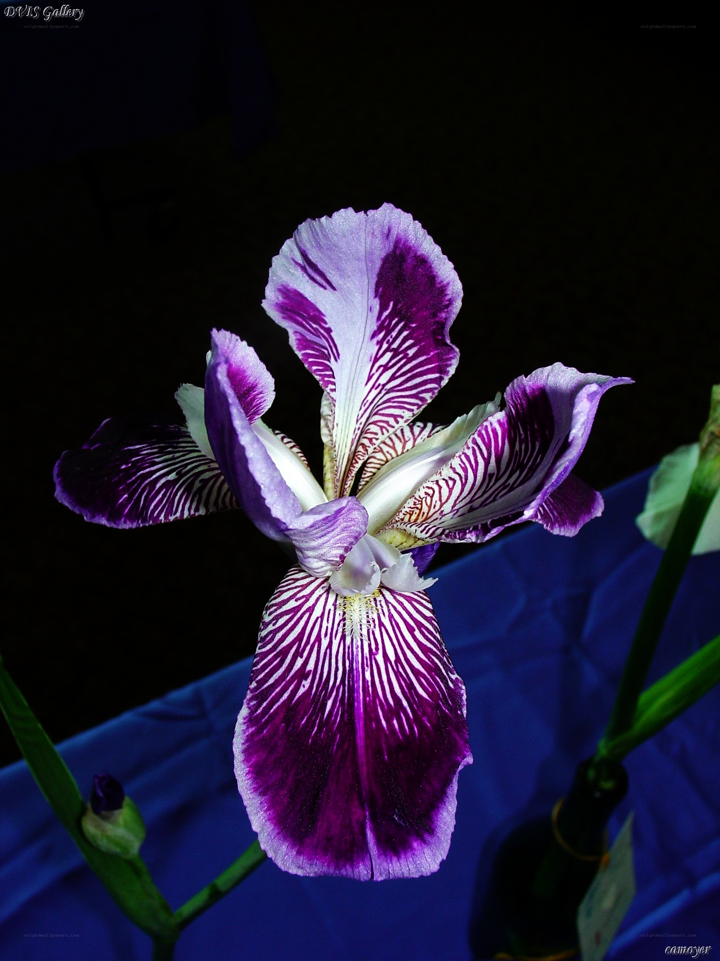Purple iris flower with white stripes