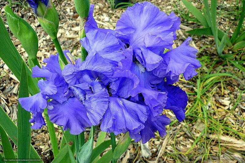 Purple Iris Flowers — Blue, Calm, Spring, Photograph