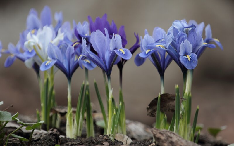Purple Iris Flowers — Blue, Calm, Spring