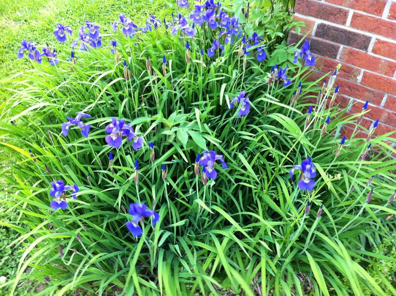 Purple Iris Flowers — Blue, Calm
