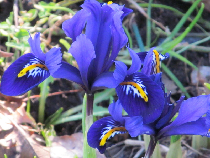 Purple Iris Flowers — Blue, Natural