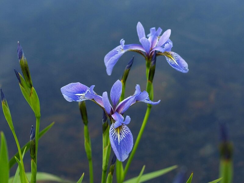 Purple Iris Flowers — Blue, Serene, Photograph