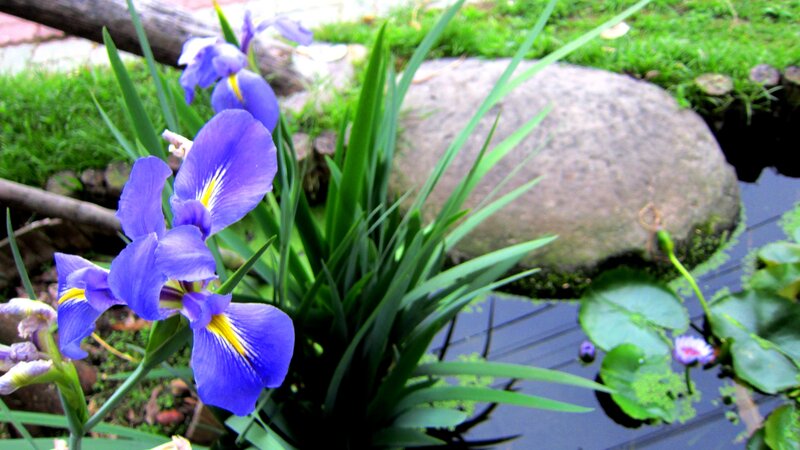 Purple Iris Flowers — Blue, Serene, Spring