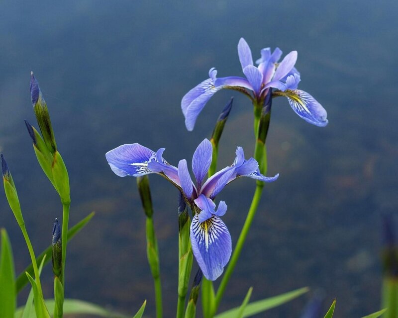 Purple Iris Flowers — Blue, Serene