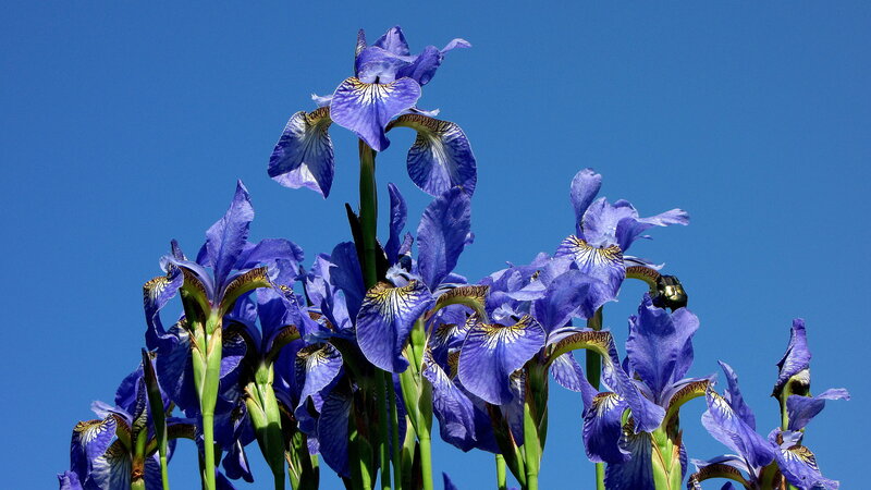 Purple Iris Flowers — Blue