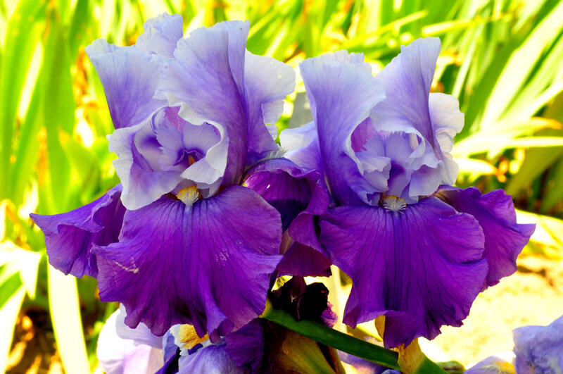 Purple Iris Flowers — Bright, Afternoon