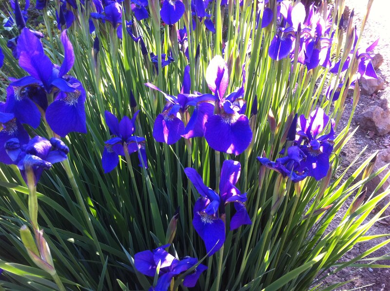 Purple Iris Flowers — Bright
