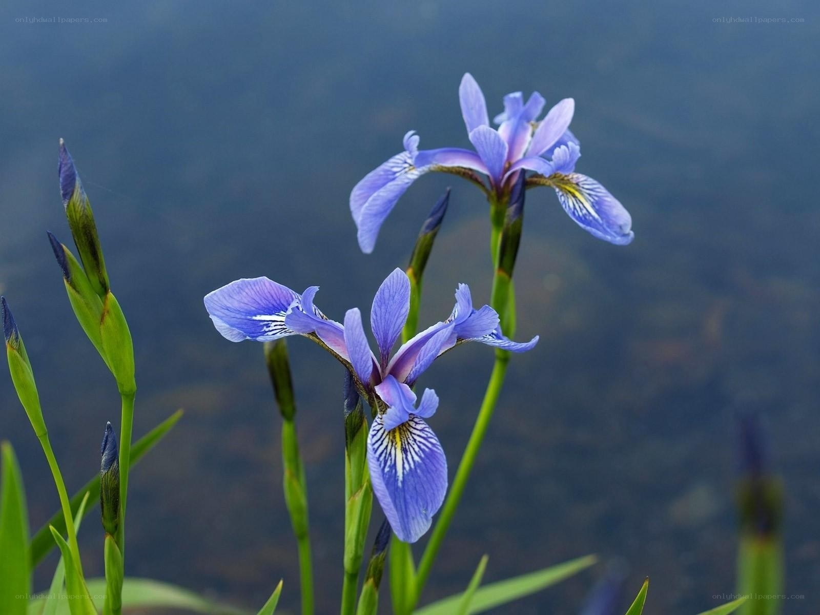 Purple iris flowers by water