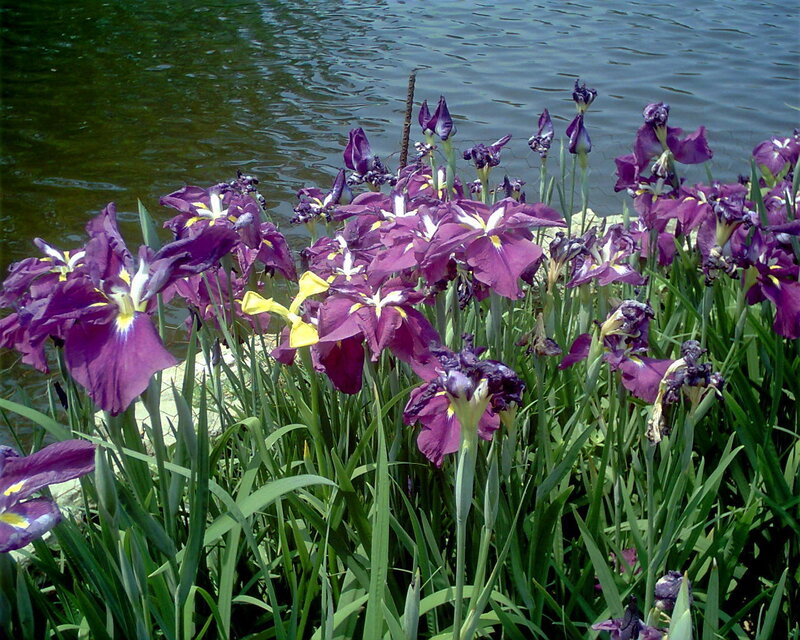 Purple Iris Flowers — Calm, Afternoon, Photograph
