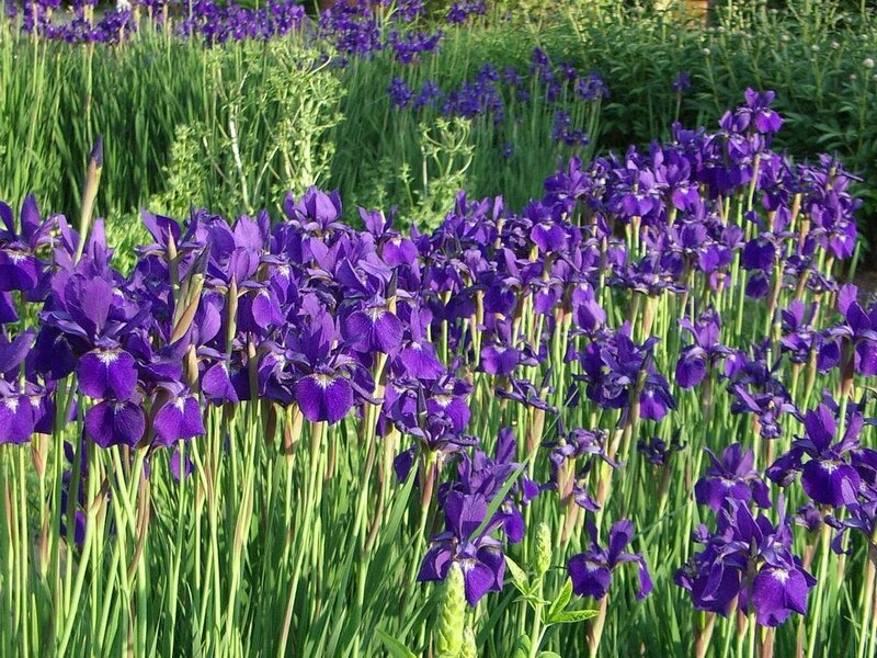 Purple Iris Flowers — Calm, Afternoon