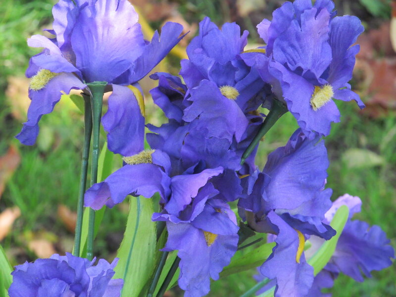 Purple Iris Flowers — Calm, Autumn