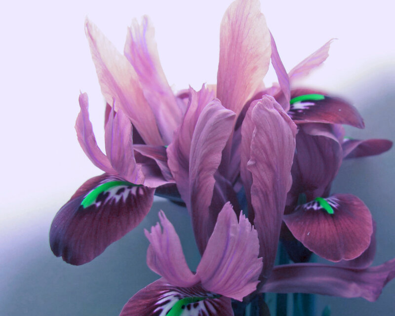 Purple Iris Flowers — Calm, Photograph, Petals