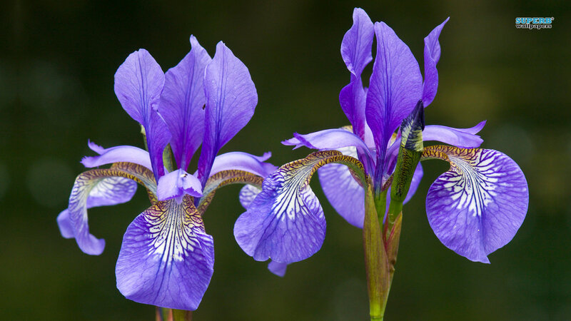 Purple Iris Flowers — Calm, Photograph