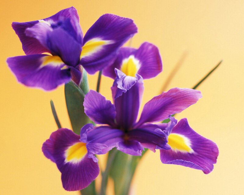 Purple Iris Flowers — Calm, Photograph, Yellow Center