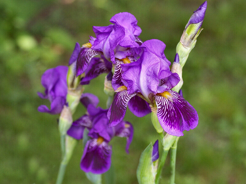 Purple Iris Flowers — Calm, Spring, Photograph, Buds
