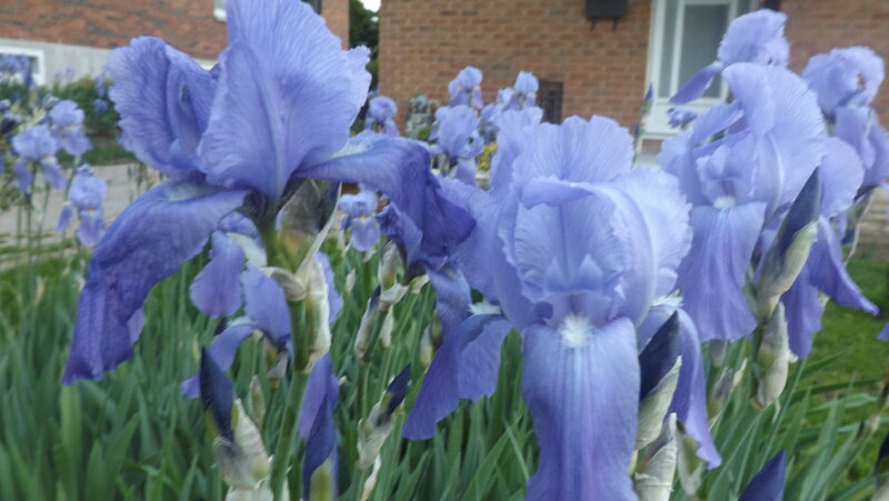 Purple Iris Flowers — Calm, Spring, Photograph, Grass