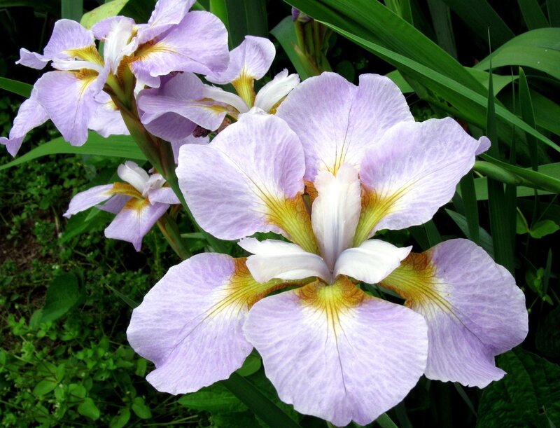 Purple Iris Flowers — Calm, Spring, Photograph, Green Leaves, Flower Buds