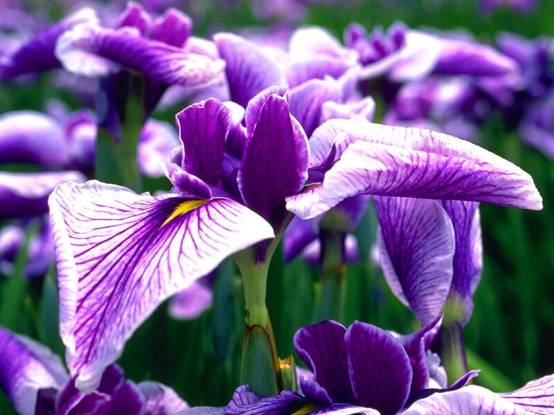 Purple Iris Flowers — Calm, Spring, Photograph, Green Leaves