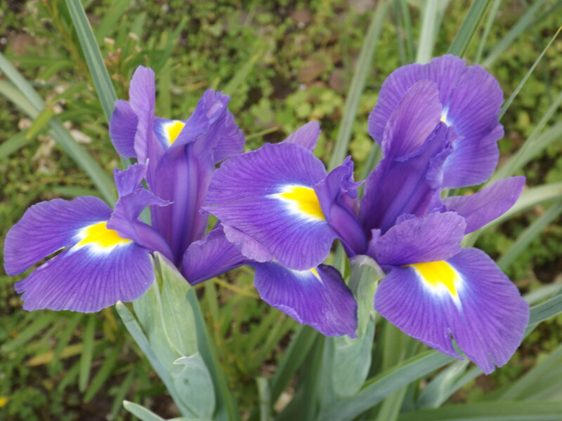 Purple Iris Flowers — Calm, Spring, Photograph, Green Leaves, Yellow Centers