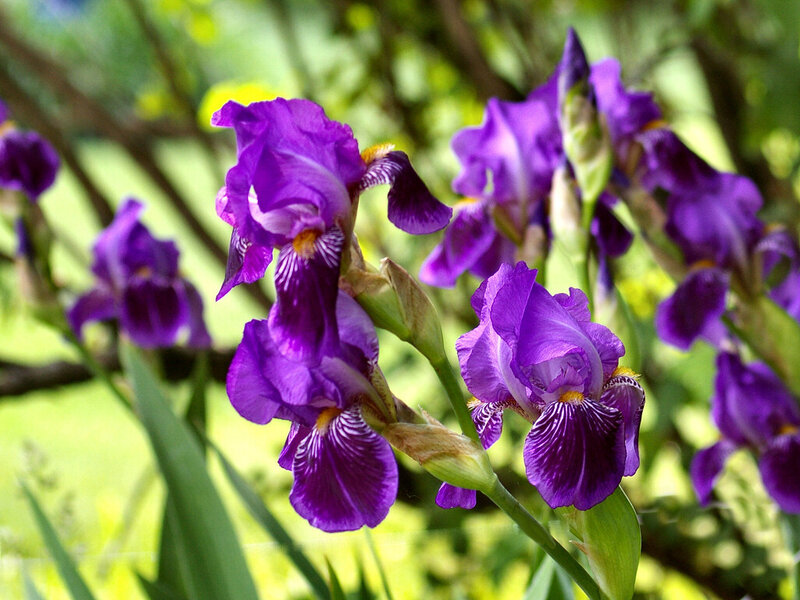 Purple Iris Flowers — Calm, Spring, Photograph, Leaves