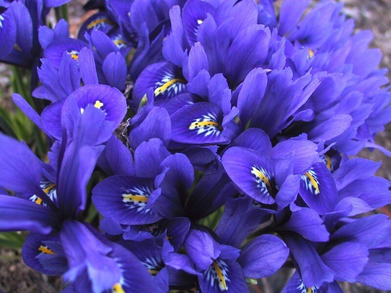 Purple Iris Flowers — Calm, Spring, Photograph