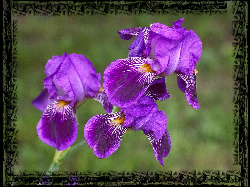 Purple Iris Flowers — Calm, Spring