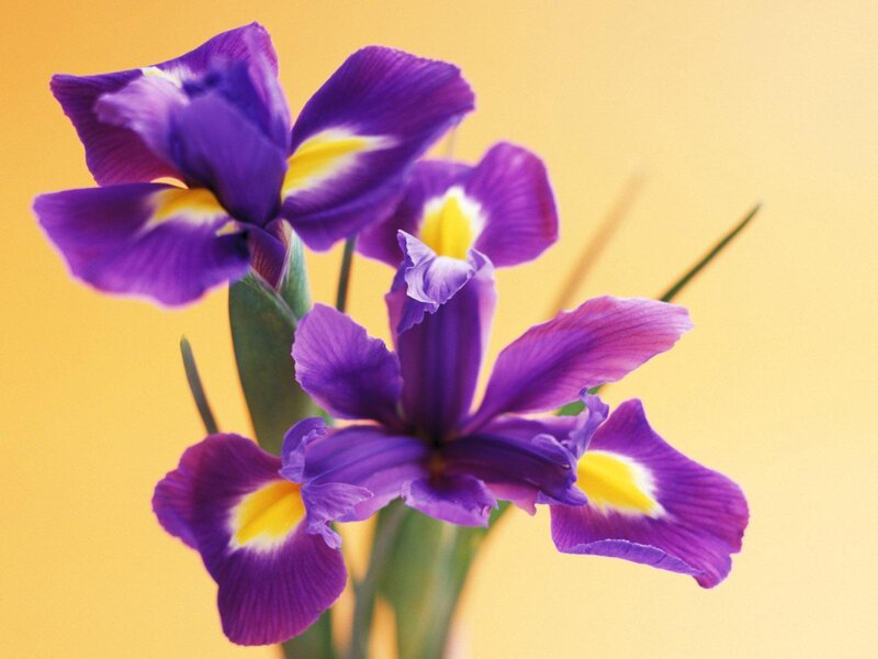 Purple Iris Flowers — Calm