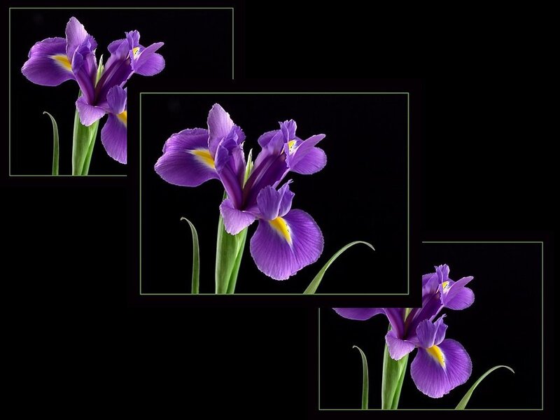 Purple iris flowers collage