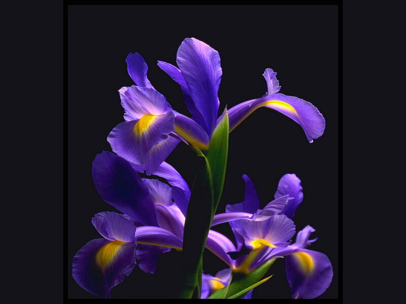 Purple Iris Flowers — Dramatic, Photograph