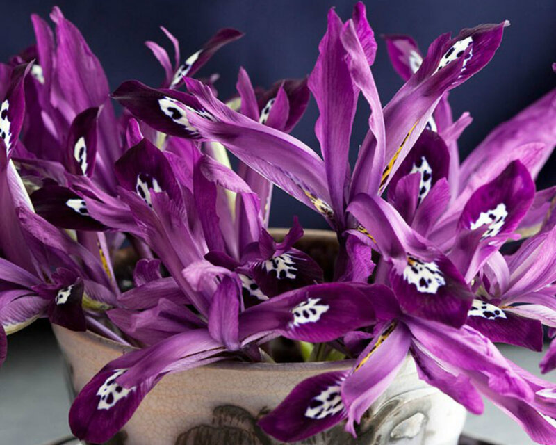 Purple Iris Flowers — Dramatic, Photograph, Vase