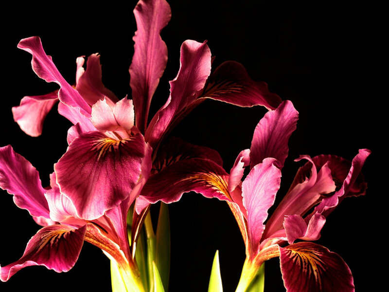 Purple Iris Flowers — Dramatic