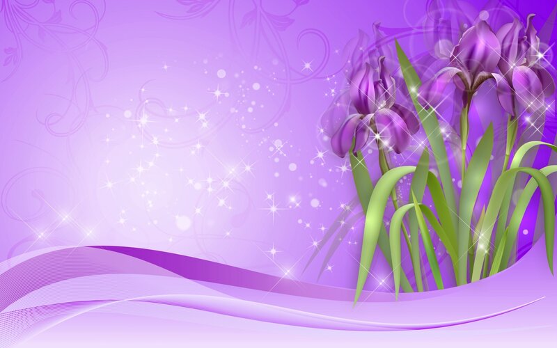 Purple Iris Flowers — Dreamy
