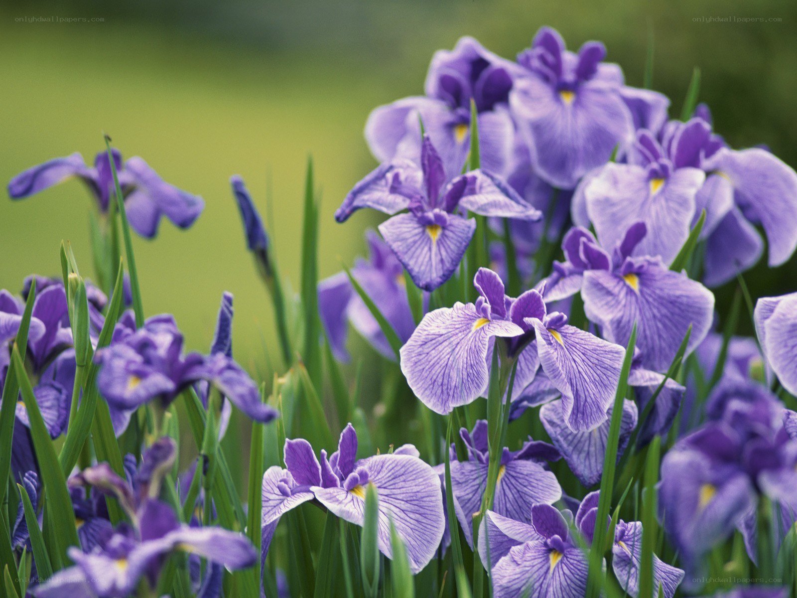 purple iris flowers in a field