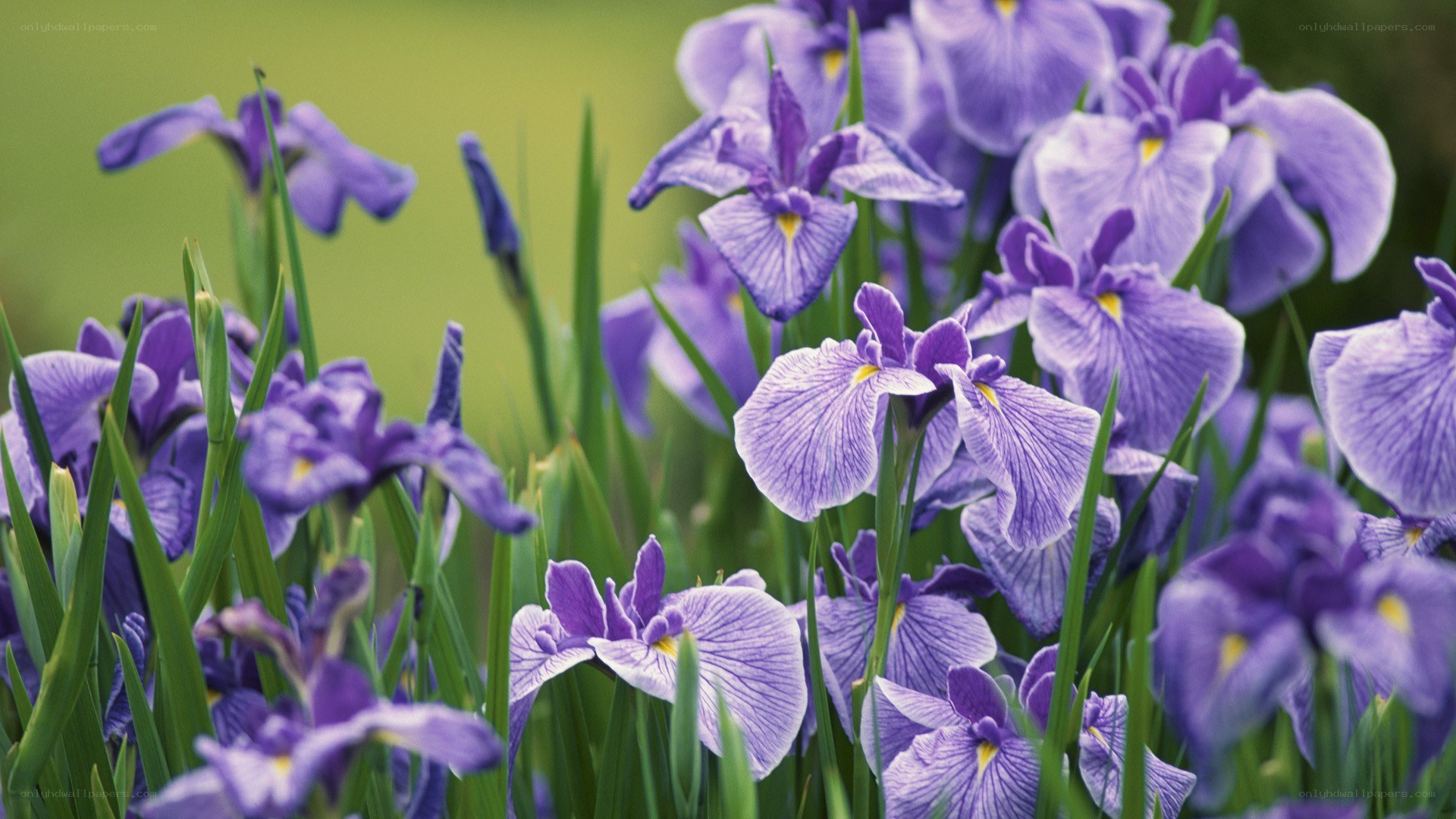 purple iris flowers in a field