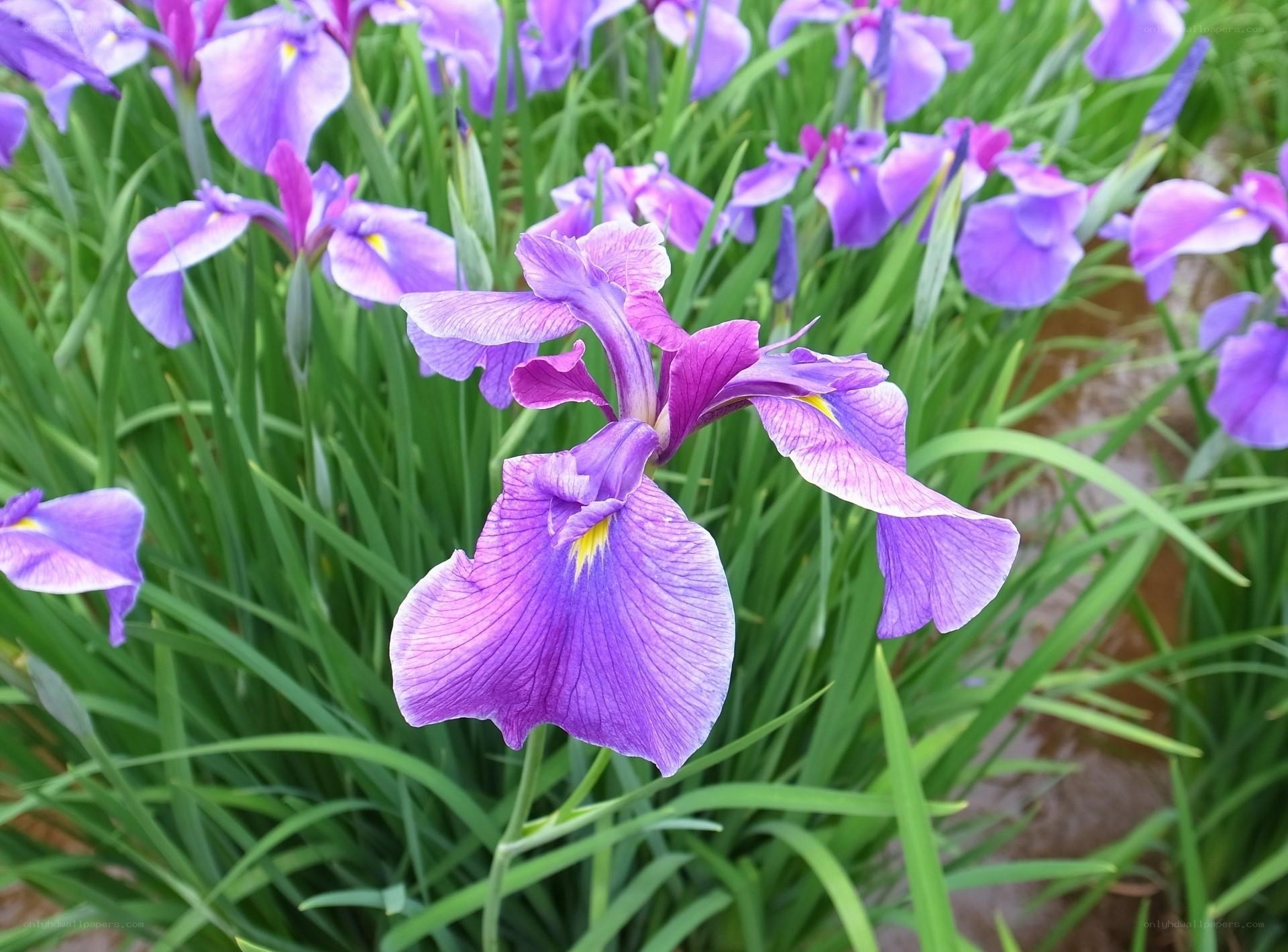 Purple iris flowers in a garden