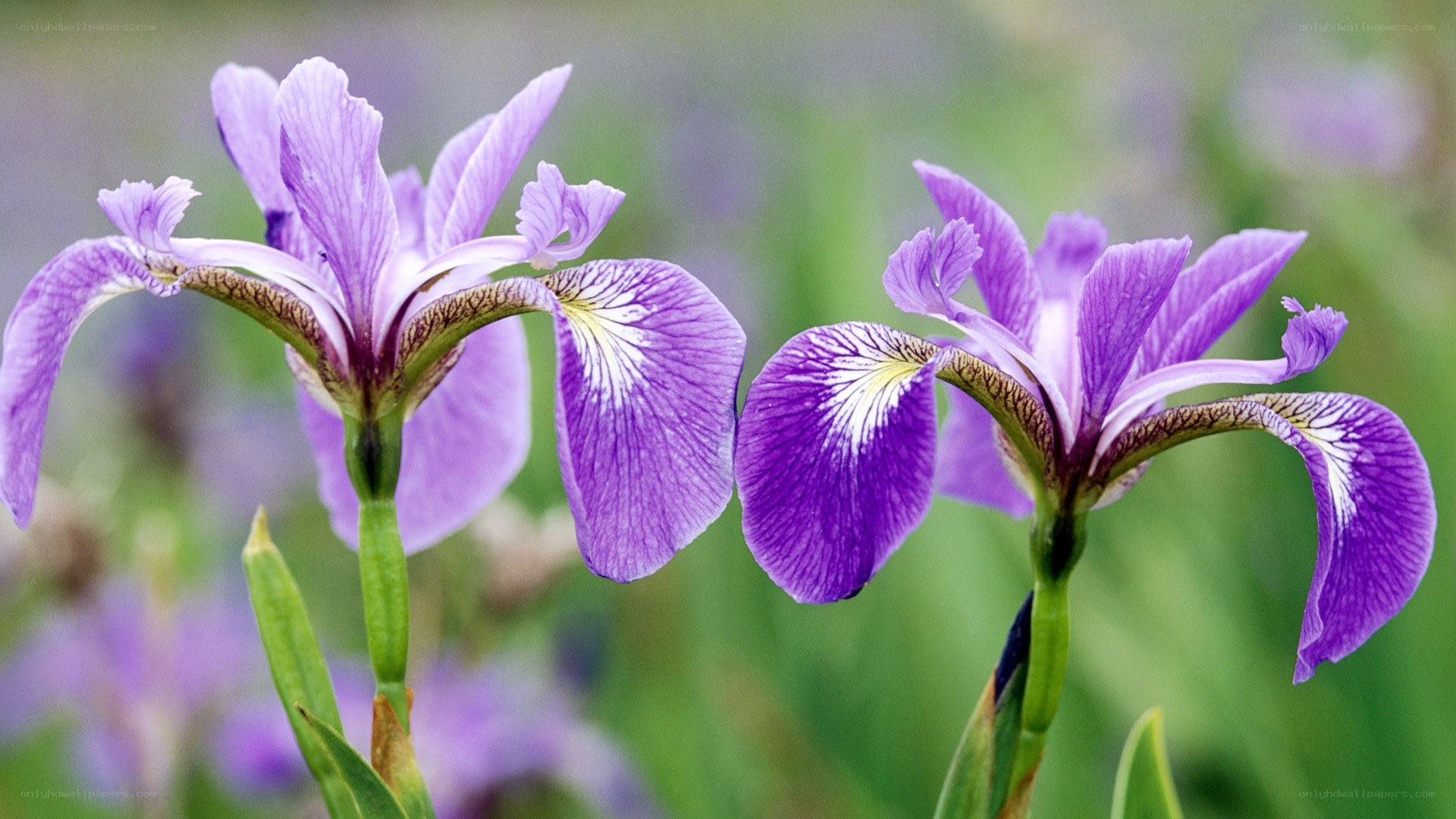 Purple iris flowers in bloom