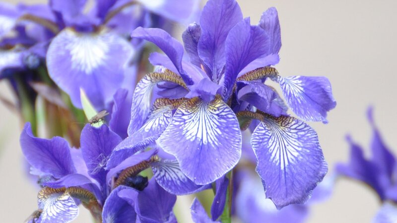 Purple iris flowers in bloom