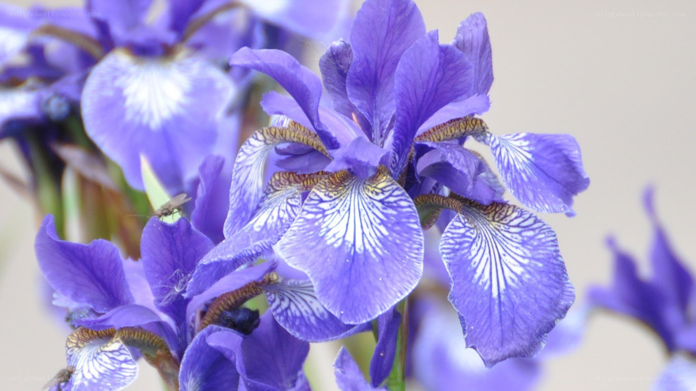 Purple iris flowers in bloom