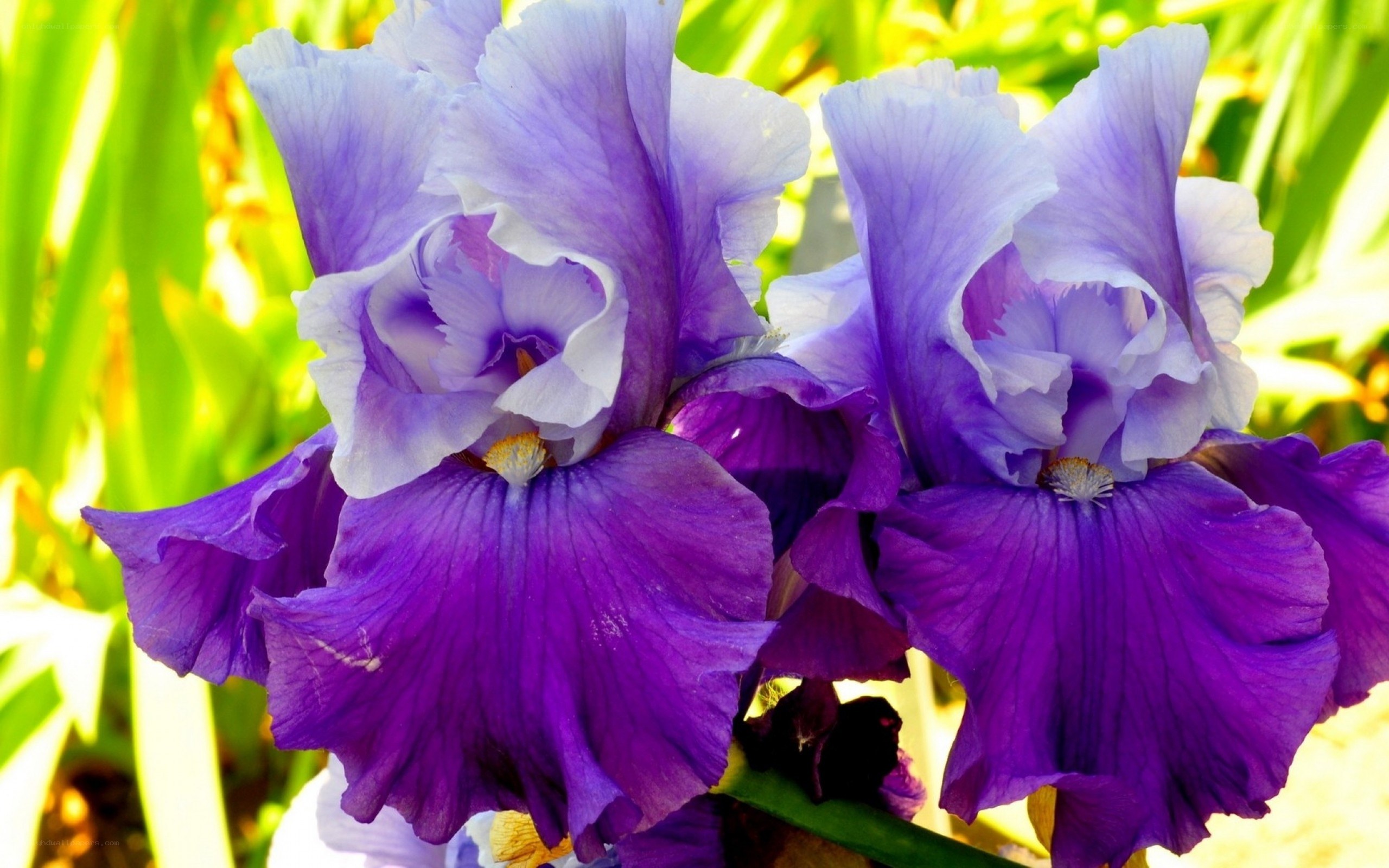 Purple iris flowers in bloom