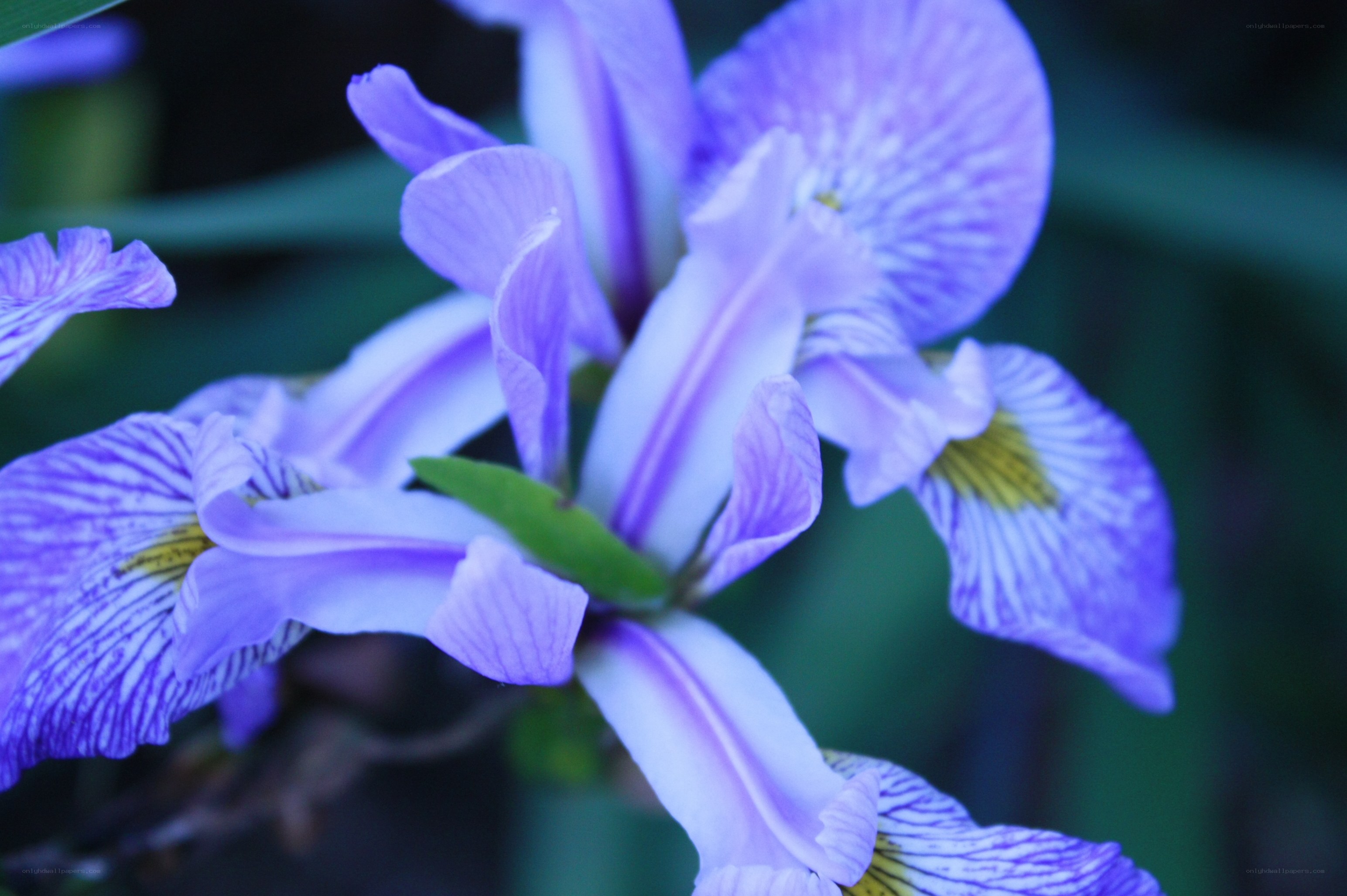 Purple iris flowers in bloom