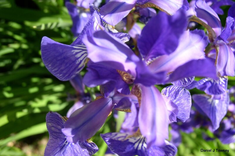 Purple iris flowers in bloom