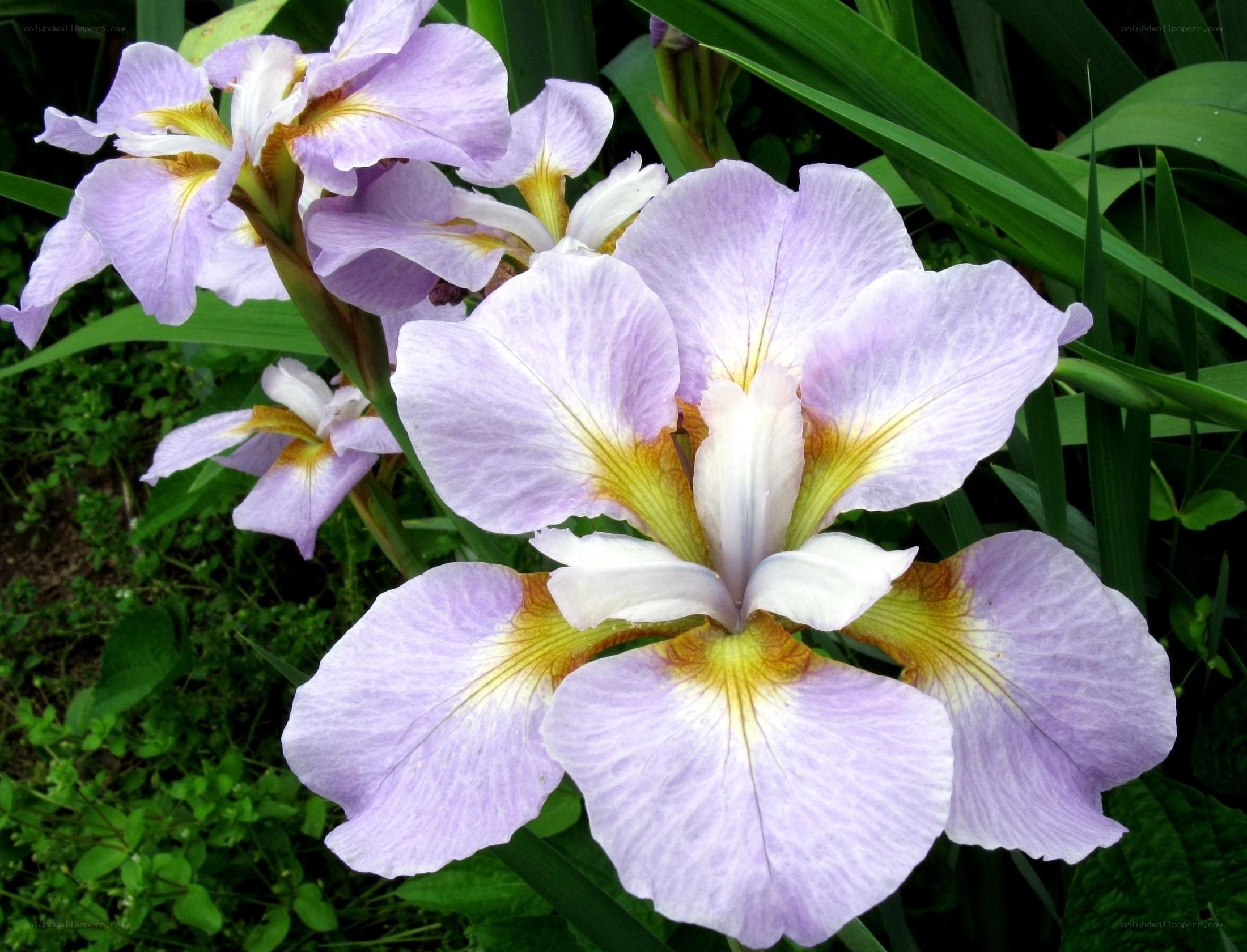 Purple iris flowers in bloom
