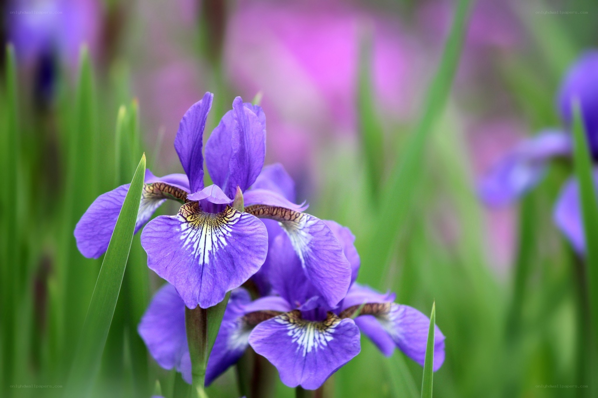 Purple iris flowers in bloom