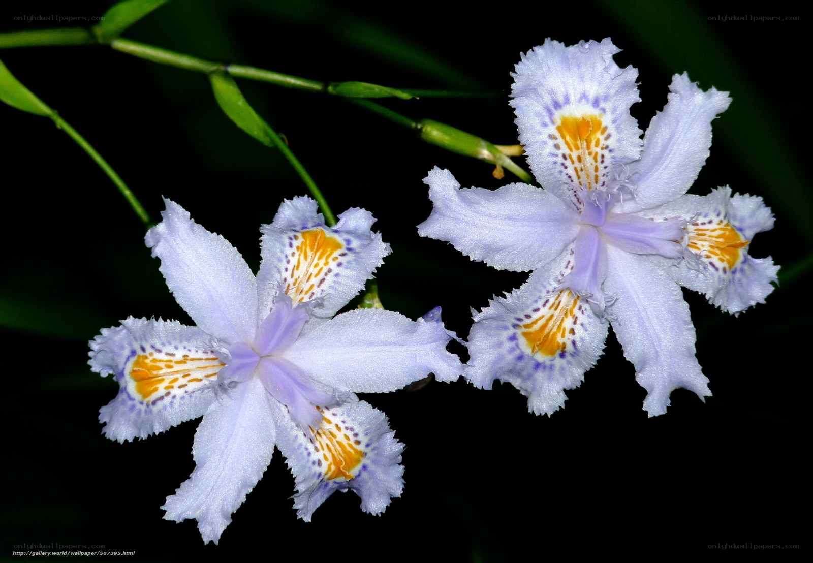 Purple iris flowers in bloom
