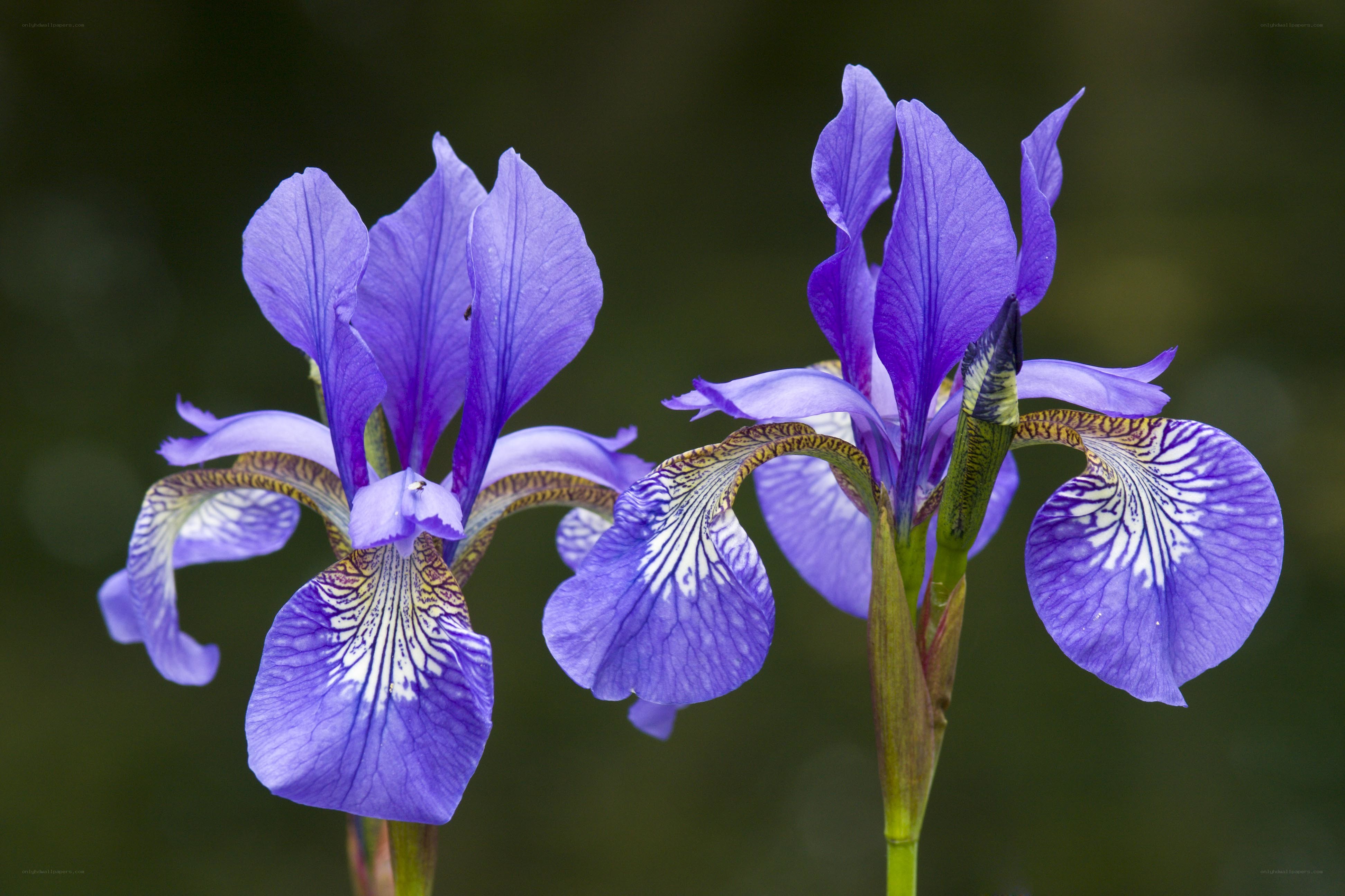Purple iris flowers in bloom